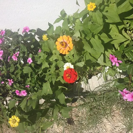 Ilgin Mesudiye (Datca)