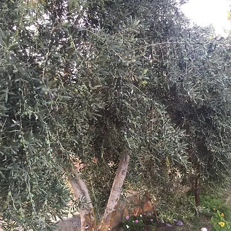 Privatunterkunft Ilgin Mesudiye (Datca)